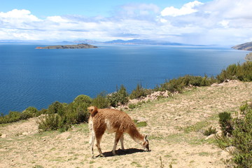 Llama