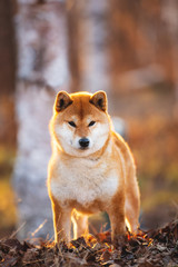 Naklejka na ściany i meble Beautiful Young Red Shiba Inu Dog Standing Outdoor In the forest at golden Sunset.