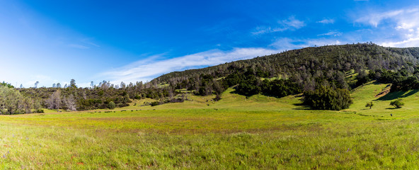 Panorama of Meadow in Mountains