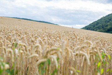 Ein reifes Weizenfeld mit dunklen Wolken