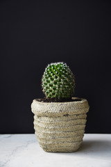 Cactus on Marble Shelf With Black Background