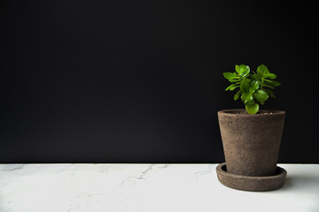 Small Plant on Marble Shelf With Black Background
