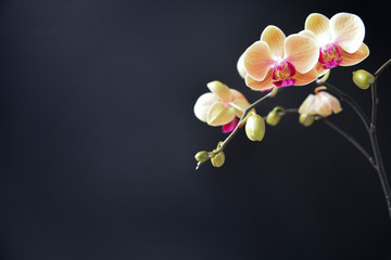 Fototapeta na wymiar Orchid With Black Background