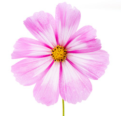 Cosmos flower isolated on white background. Summer floral background.