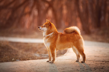 Beautiful Young Red Shiba Inu Dog Standing Outdoor In the forest at golden Sunset.