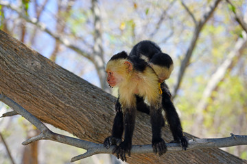 A baby white-headed capuchin monkey (cebus capucinus) on his mother’s back on a tree branch in Peninsula Papagayo, Guanacaste, Costa Rica