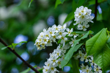 bird cherry white flowers in spring