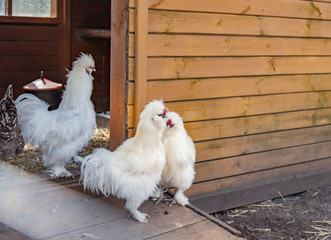 The Silkie or Silky chicken.