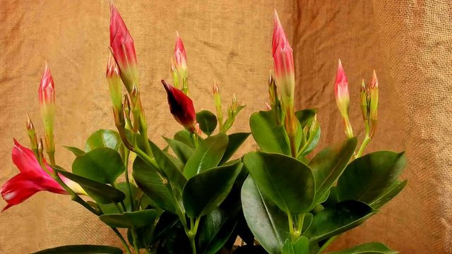 blooming white lily flower buds Lilium Samur , timelapse footage. Close up, macro.