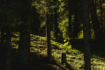 Mountain gorge Jety Oguz. Green coniferous forests on the slopes of the mountain.  Rest in...