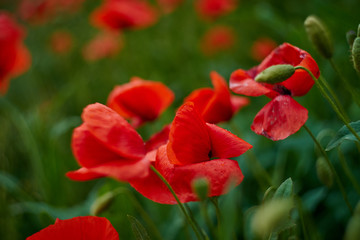 Obraz premium Red poppy flowers. Poppy flowers in the near of munich bavaria germany - Mohnblumen