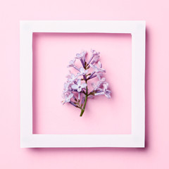 Creative frame layout made of lilac spring flowers on a pink background. Minimal holiday concept. Flat lay pattern.