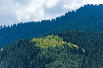 Mountain gorge Jety Oguz. Green coniferous forests on the slopes of the mountain.  Rest in...