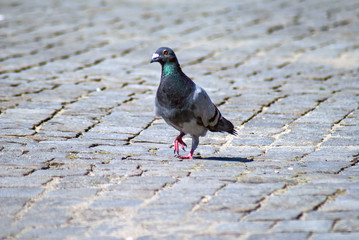 Urban pigeon on a stone-paved square