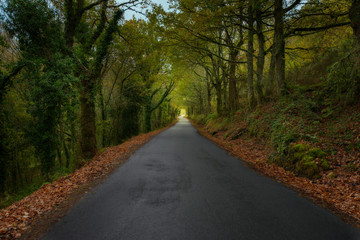 Obraz premium Traveling through a beautiful path surrounded by trees in the Ribeira Sacra