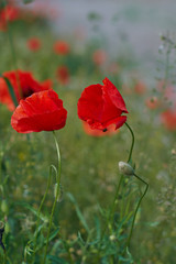 Red poppy flowers. Poppy flowers in the near of munich bavaria germany - Mohnblumen