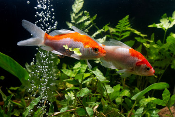 Koi fish Gold background of aquatic plants