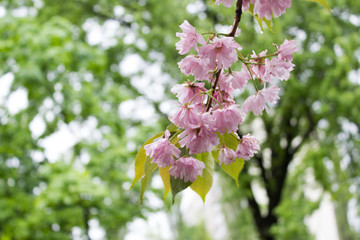 Sakura bloom, springtime. Blooming park