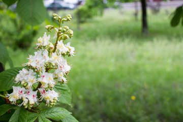 The chestnut blossoms. Copy space