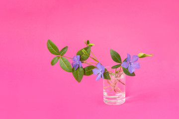 Periwinkle flower on a pink background. Close-up. Bright, beautiful flower,summer mood.