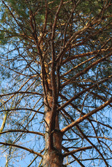 conifer trunk