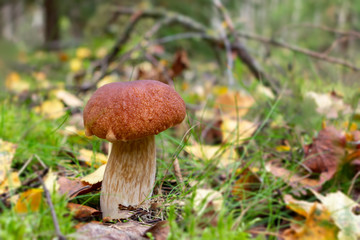 Edible boletus edulis mushroom, known as a penny bun or king bolete growing in forest - image