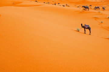 Camels are on the sand dunes at dawn in the Sahara desert.