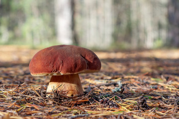 Big edible boletus edulis mushroom, known as a penny bun or king bolete growing in pine forest - image