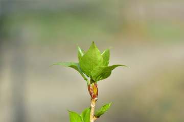spring fresh young blooming green branch leaves from the buds of a tree on a blurred background