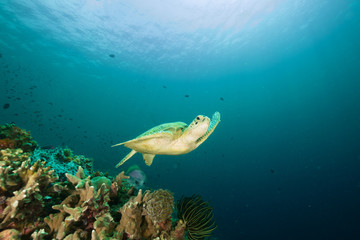 Fototapeta na wymiar Turtle and reef in Sipadan Malaysia