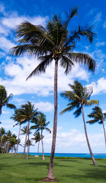 The Bahamas: Vertical photo of healthy palm trees in front of the Atlantic Ocean.