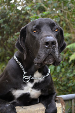 black German doggue closeup