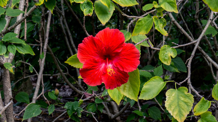 Vibrant red Hibiscus from the Bahamas surrounded by many green leaves.