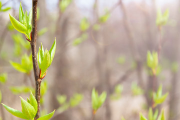 Newly opened leaves on a branch in the forest