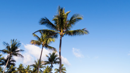 Fototapeta na wymiar Healthy palm trees in the bright and warm sunlight of the Bahamas.