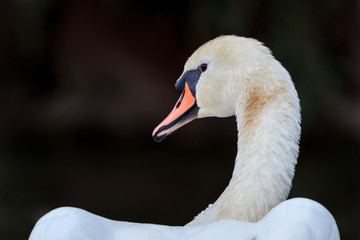 Obraz premium white swan