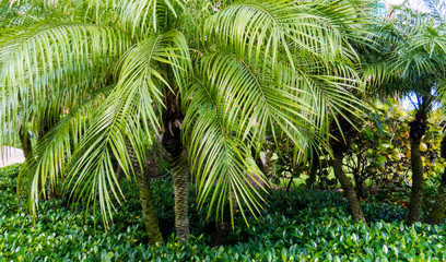 Large tropical leaves with long green stripes in the bright sunlight of Nassau in The Bahamas	