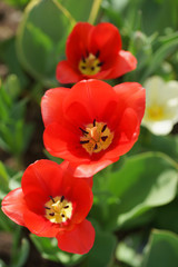 Flowerbed with colorful tulips in spring.