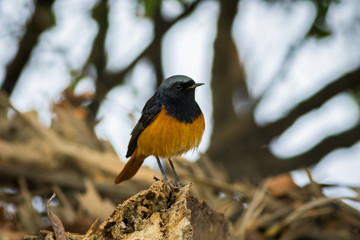 A male black redstart in a beautiful light sitting on a perch at keoladeo national park, bharatpur, rajasthan, india