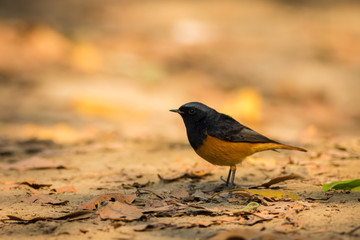 A male black redstart in a beautiful light sitting on a perch at keoladeo national park, bharatpur, rajasthan, india