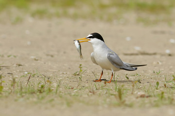 bird on the beach