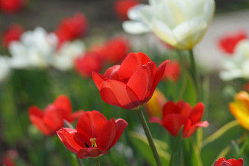 Flowerbed with colorful tulips in spring.