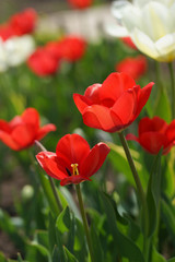 Flowerbed with colorful tulips in spring.