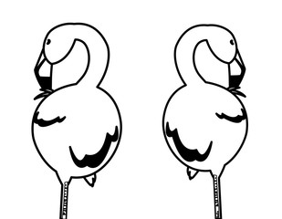 exotic flemish couple birds sleeping