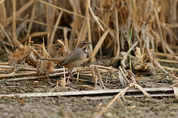 bird in the nest