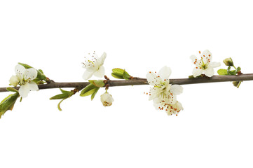 Blackthorn flowers and foliage