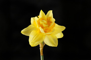 Daffodil against black