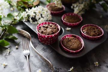 Yummy homemade chocolate muffins and small white flowers of bird cherry on dark gray background