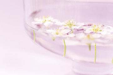 Fototapeta na wymiar White small flowers are floating on a pink background in a glass vessel with water