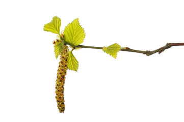 Silver birch leaves and catkin